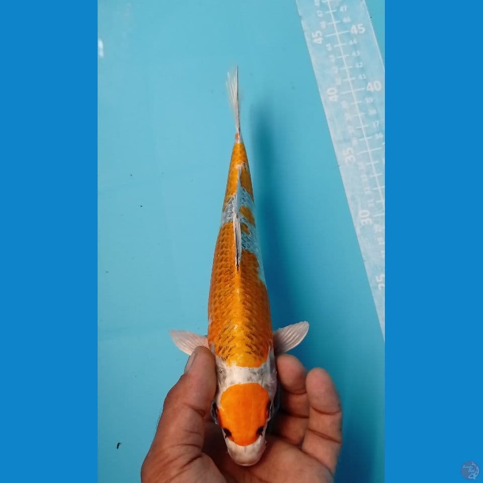 KIRIN KUJAKU 28CM