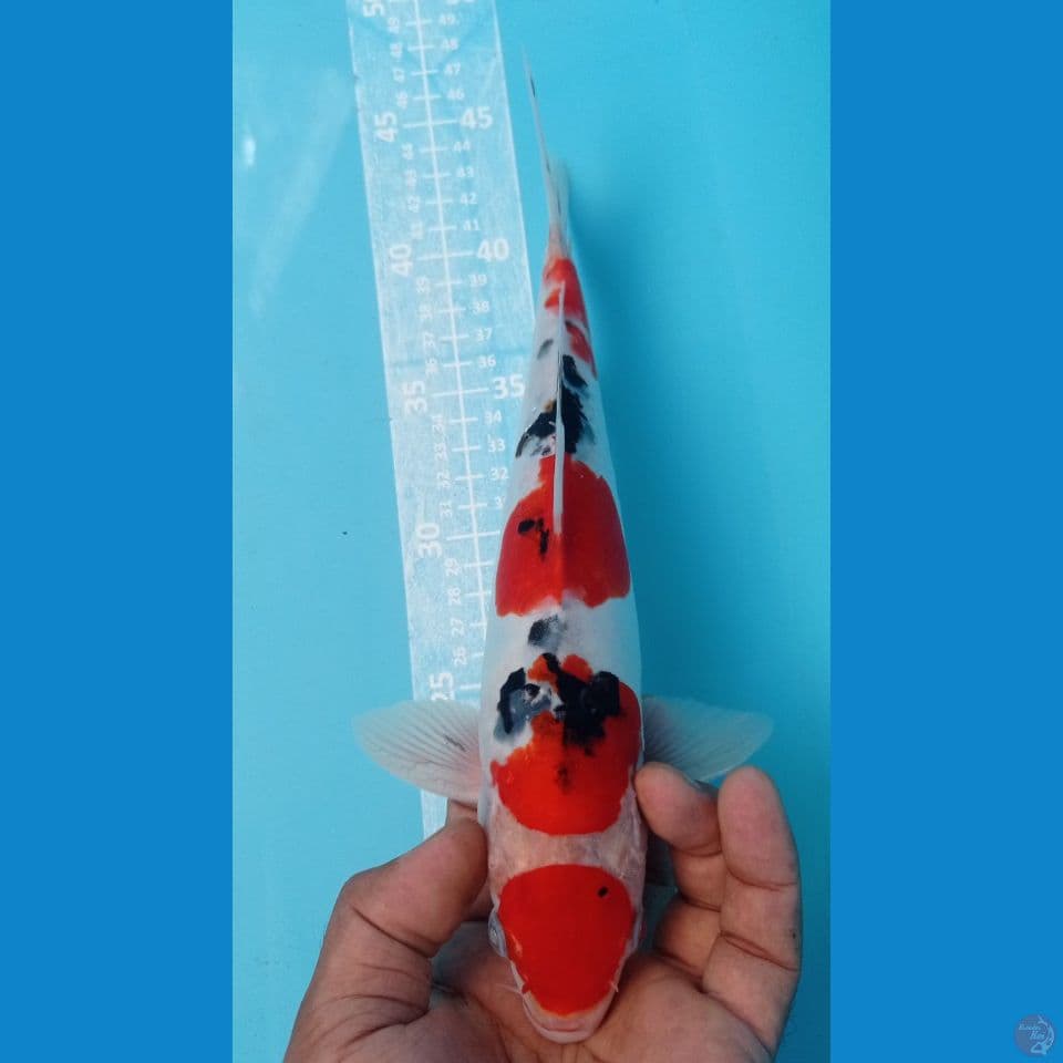 SANKE DOITSU 29CM