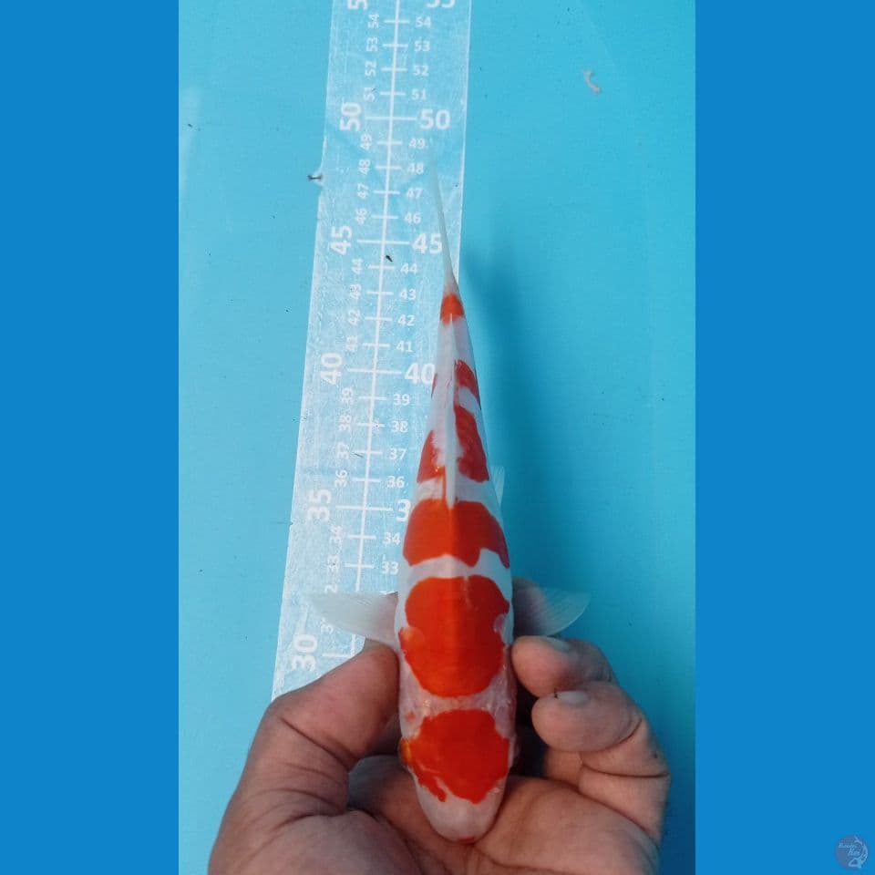 KOHAKU 20CM