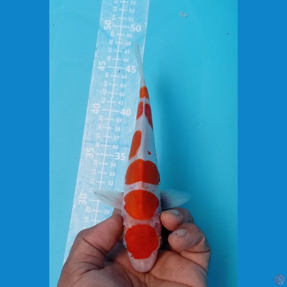 kohaku doit 22cm