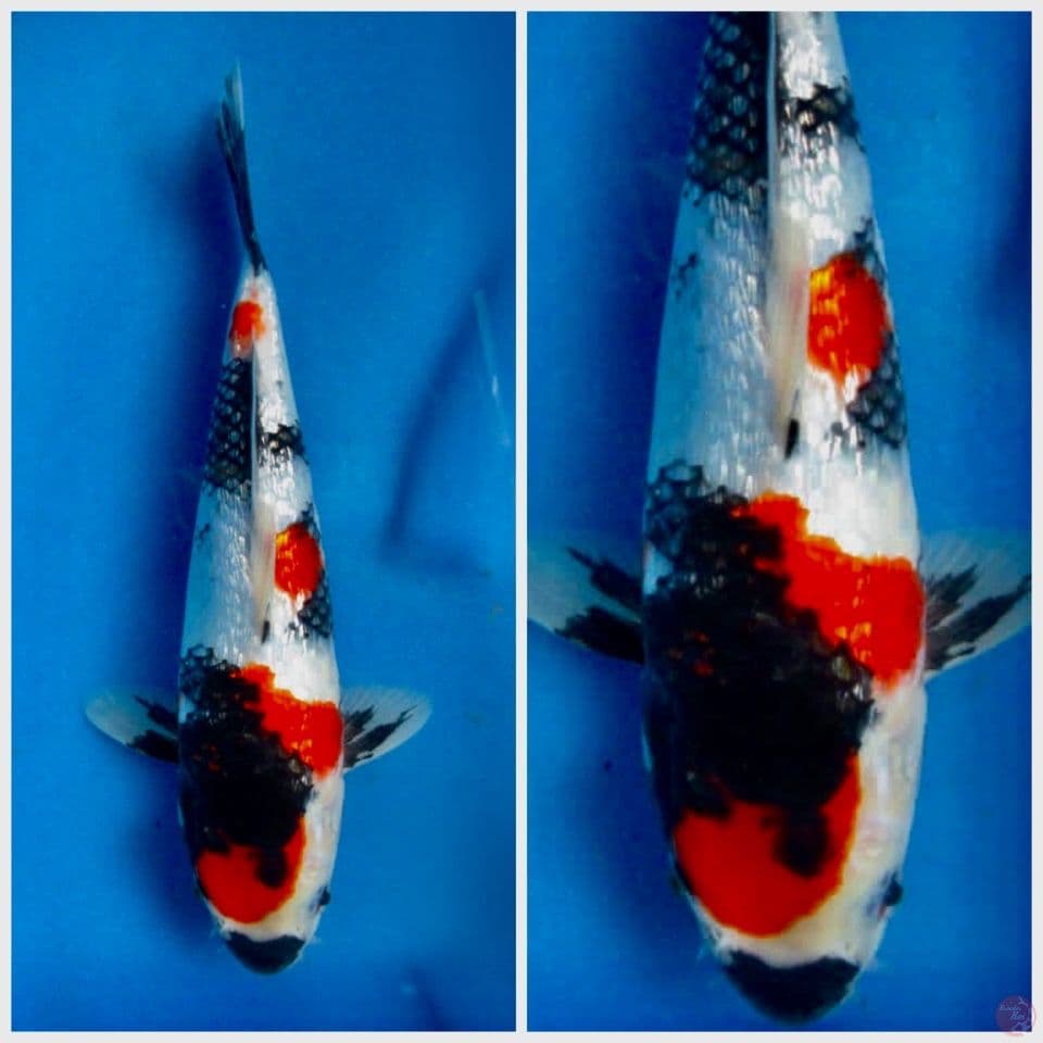 Showa full gingrin 27cm