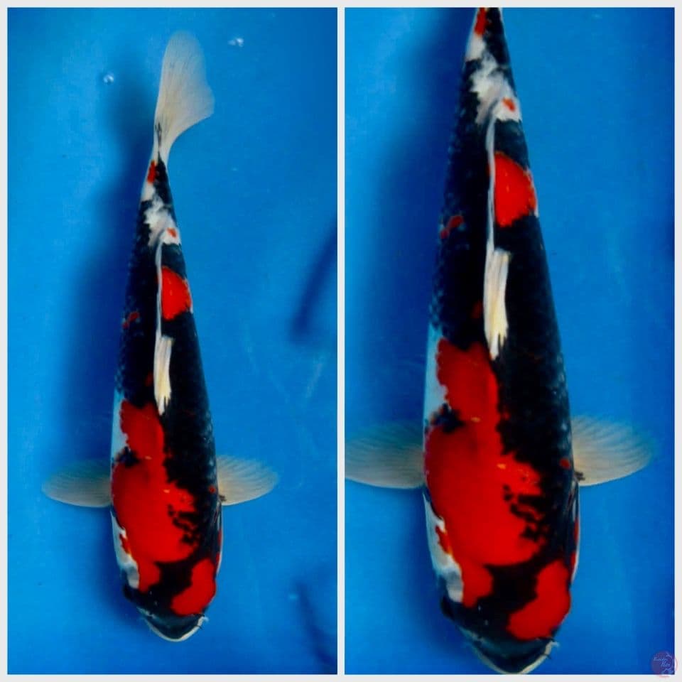 Showa bahan keep , tidak cacat 30cm 