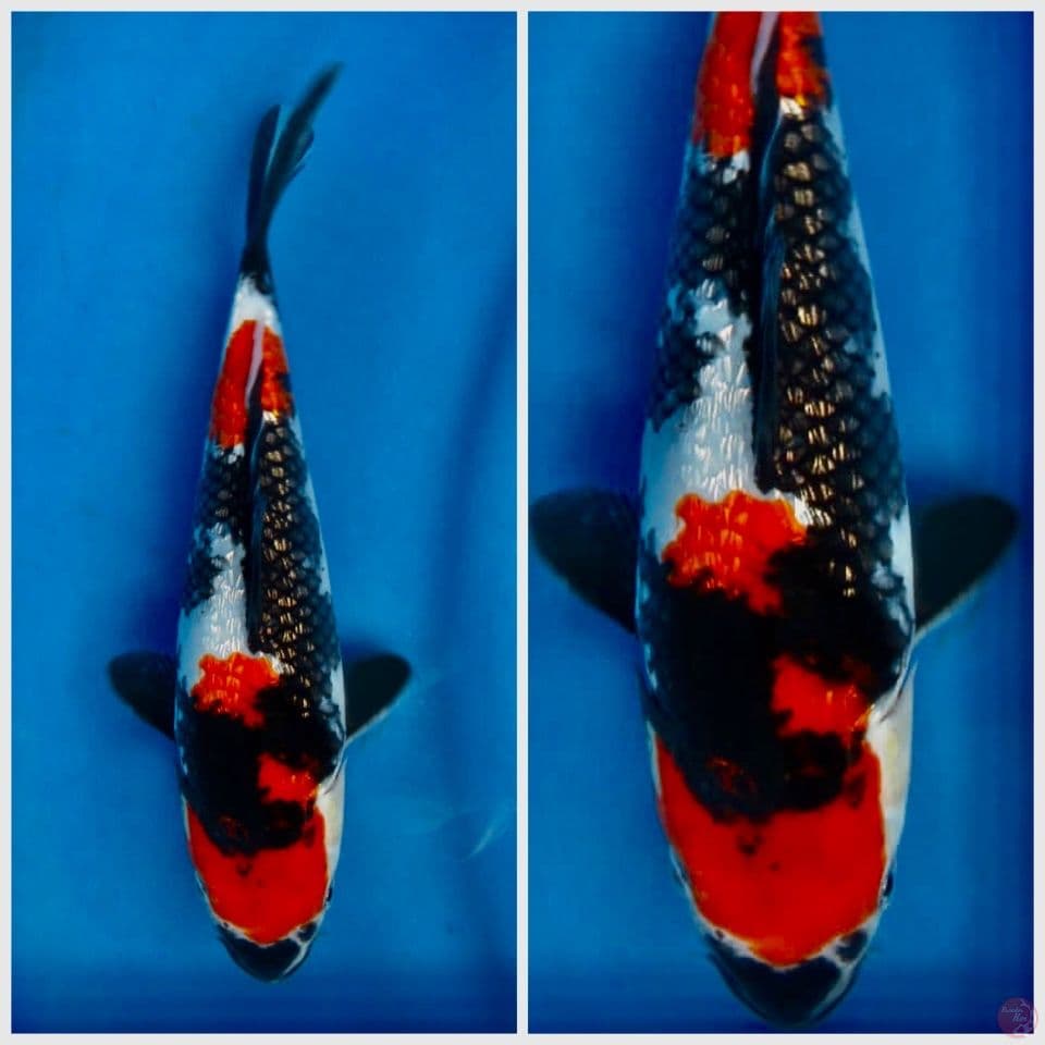 Red showa full gingrin 25cm