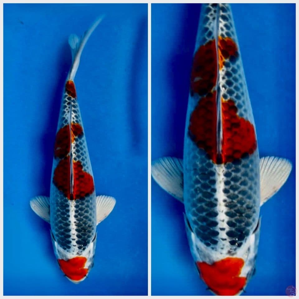 kujaku 27cm ring rapi