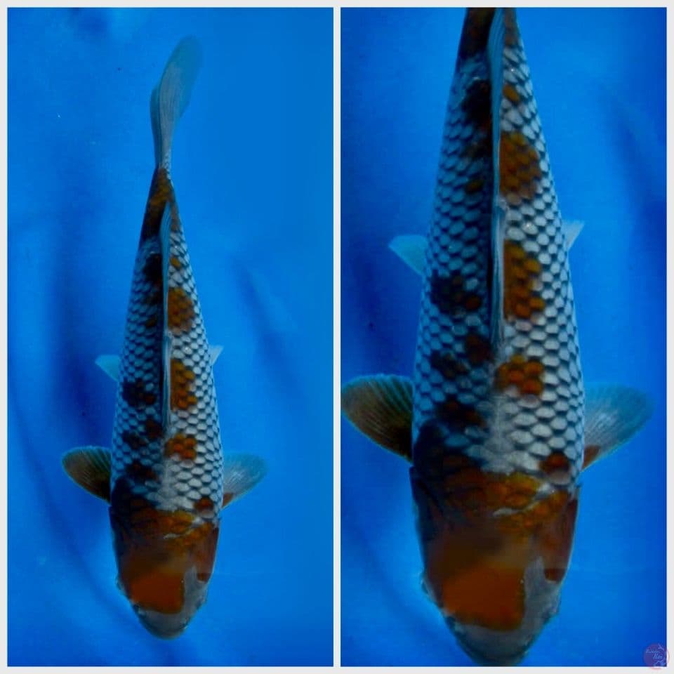 Ociba 25cm 