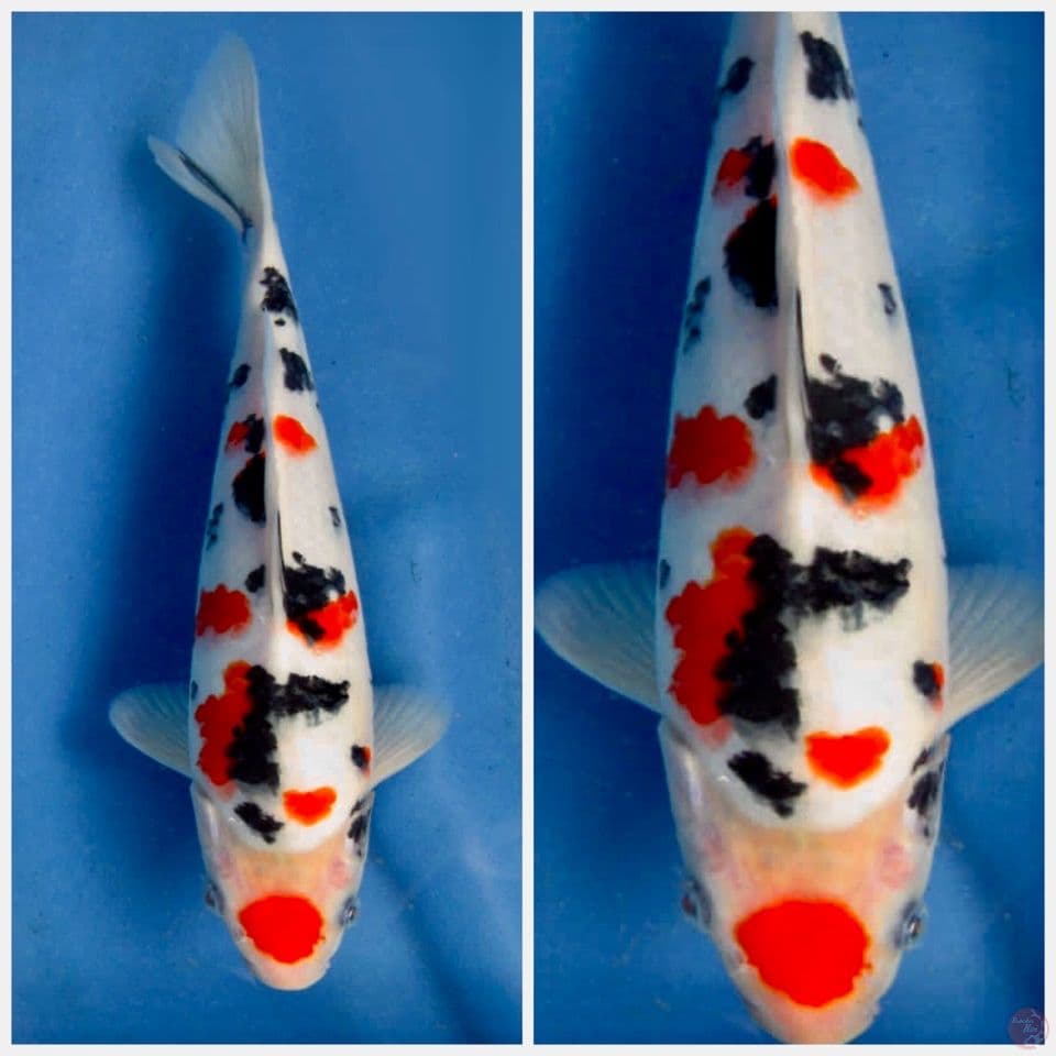Sanke maruten ori 25 cm