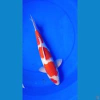 Kohaku 35cm