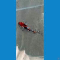 showa 13cm
