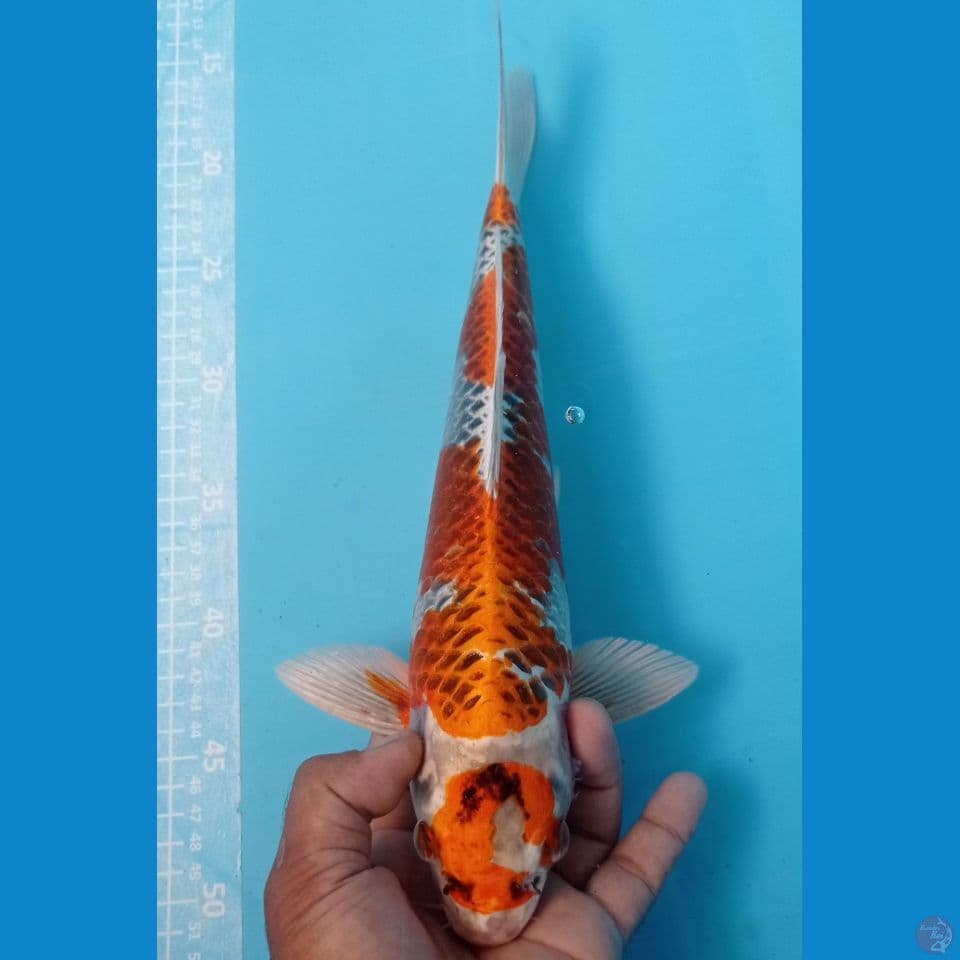 KUJAKU 37CM