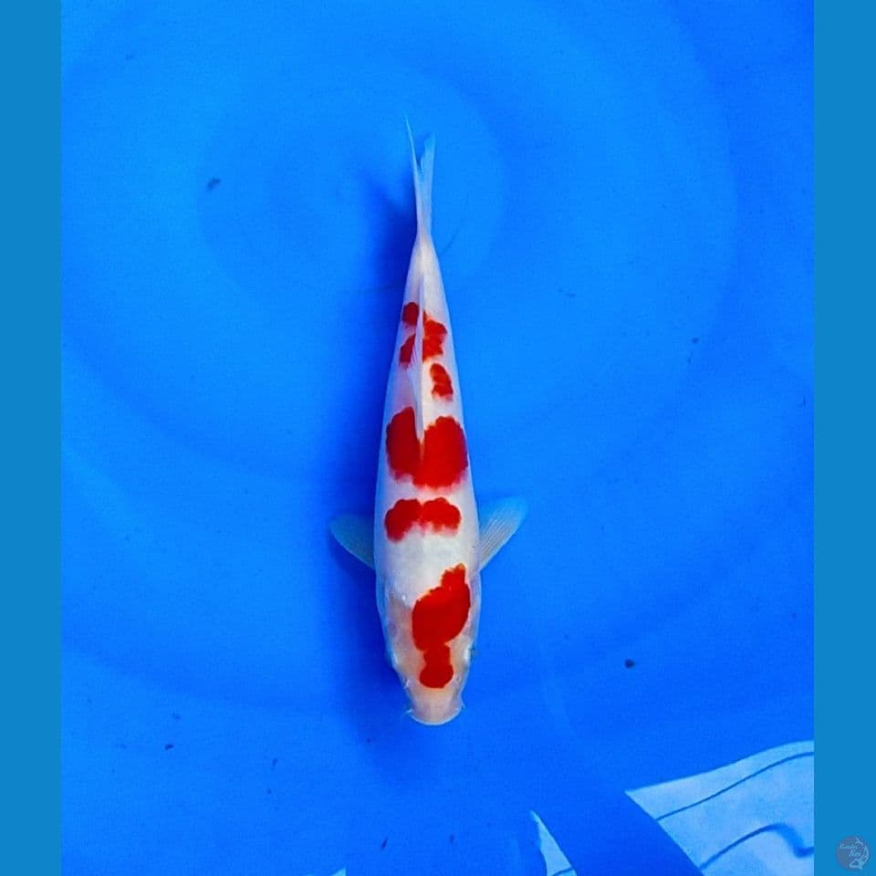 KOHAKU AGRO KOI ORIGINAL
