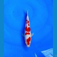 KOHAKU AGRO KOI ORIGINAL
