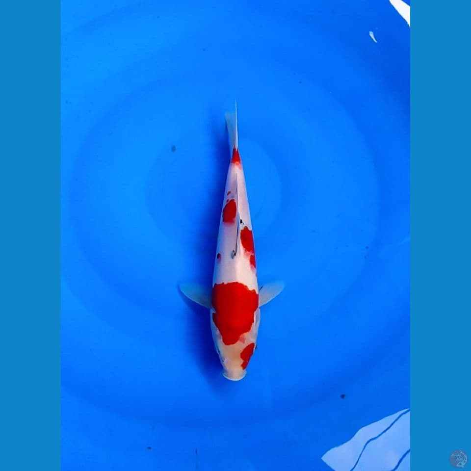 SANKE ORIGINAL AGRO KOI 