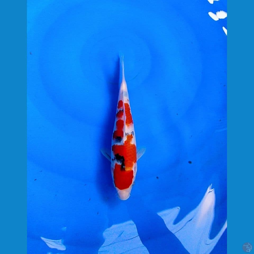 SANKE AGRO KOI SENTER