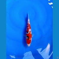 SANKE AGRO KOI SENTER