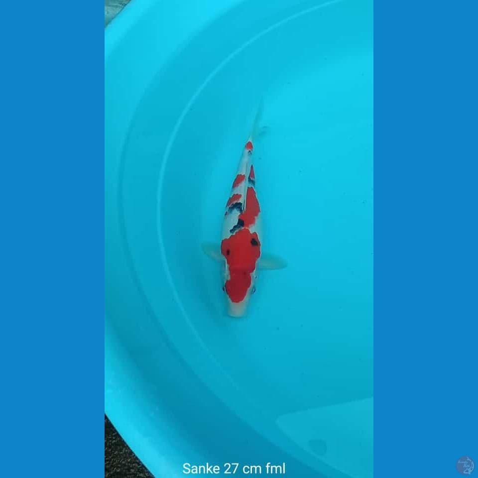 Koi Sanke