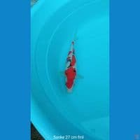 Koi Sanke