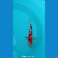 KOI Sanke