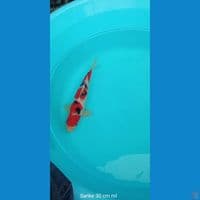 Koi Sanke