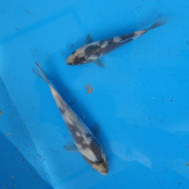 Duo Shiro F1