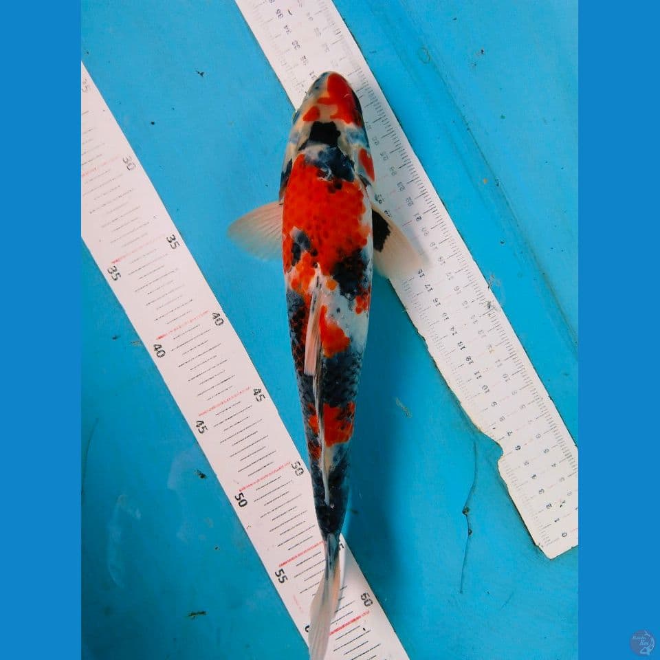 showa 32cm