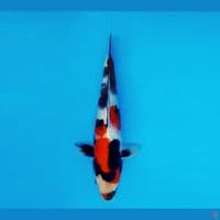 BANZAI 5 ~ Showa Evolution 27 cm/male ™