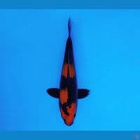 BANZAI 9 ~ Hi Utsuri 24 cm/male ™