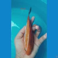 karamel ginrin 18 cm