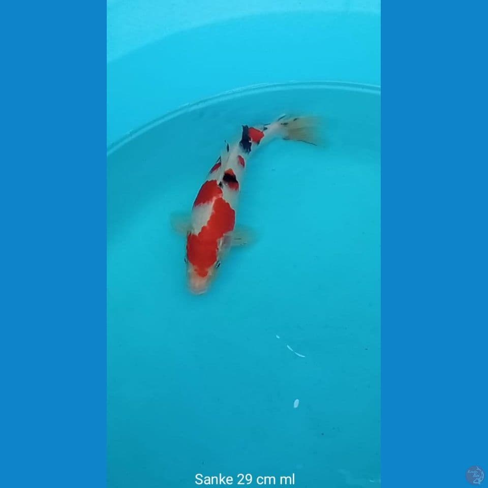 Koi Sanke