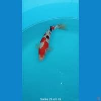 Koi Sanke