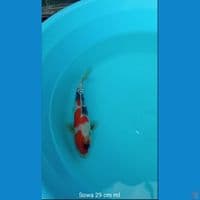 Koi Sowa