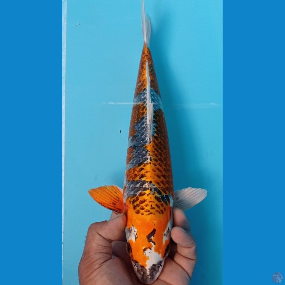 KUJAKU 36CM