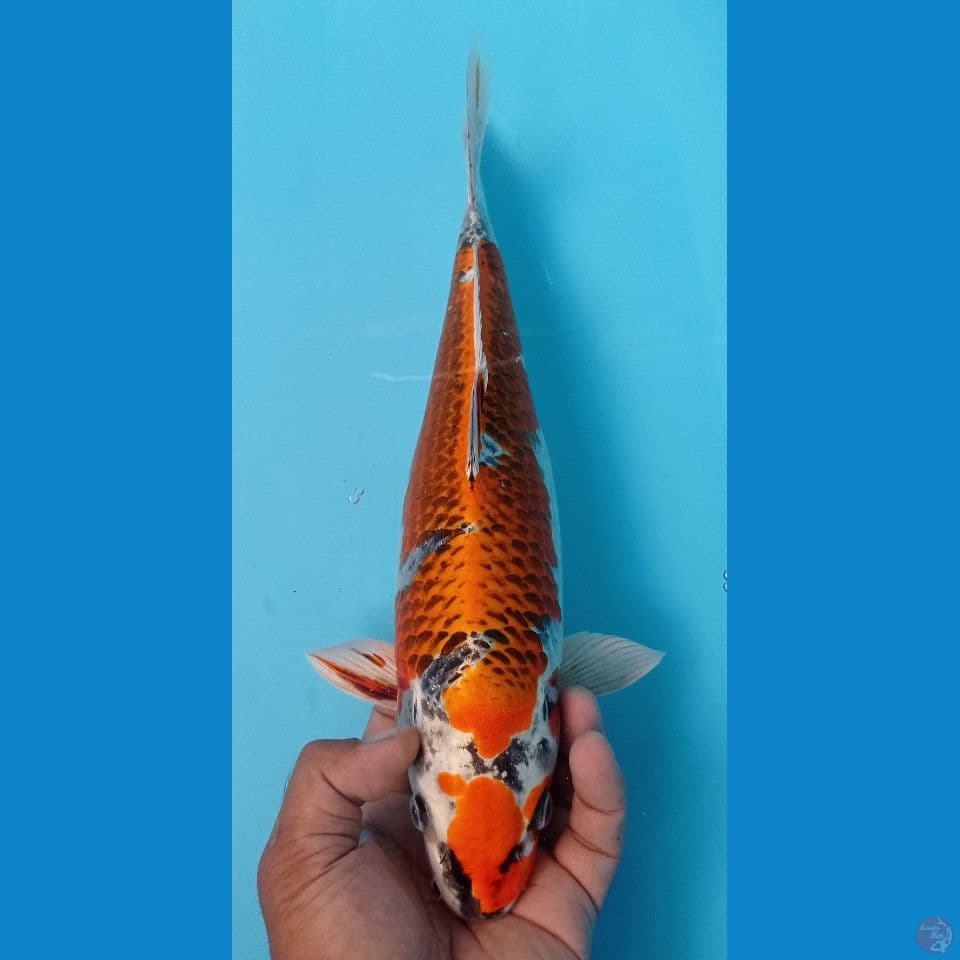 KUJAKU 36CM