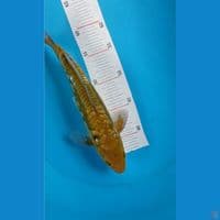 Aragoke Antik 30 cm Male