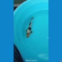 Koi Siro