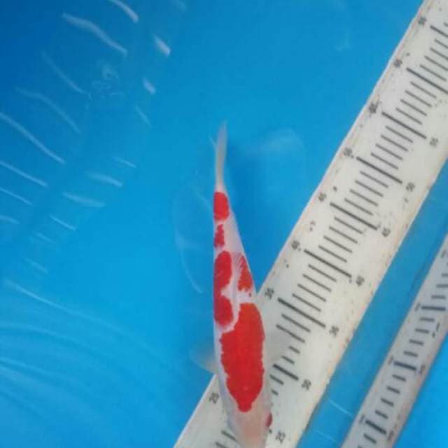 Kohaku
