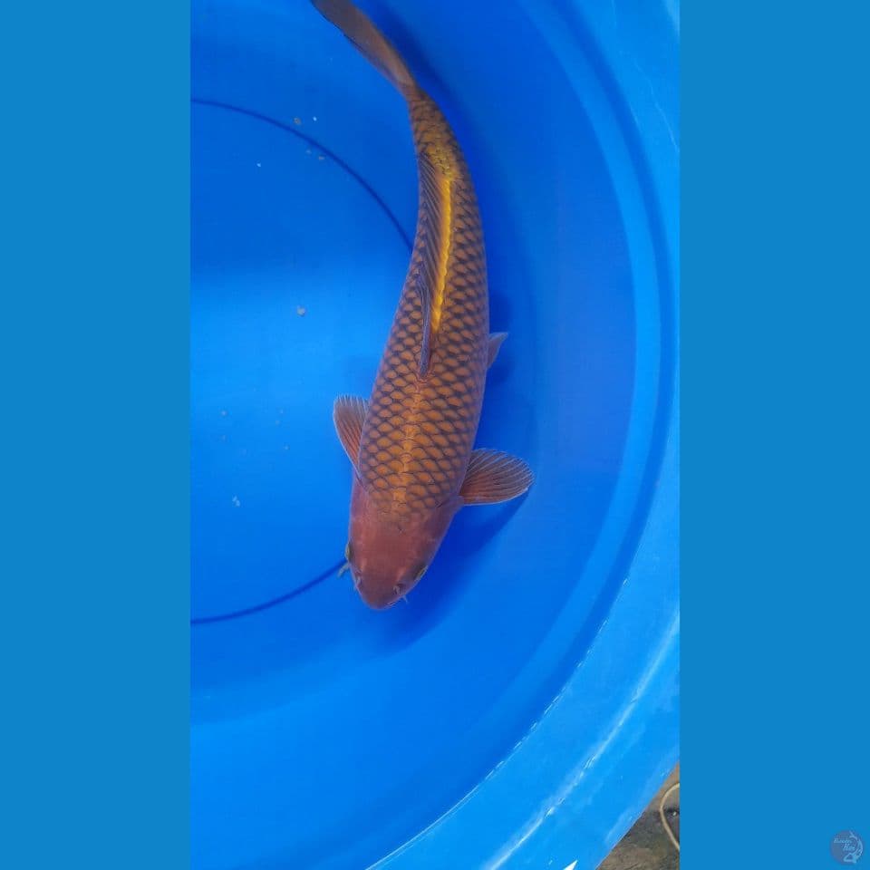 38cm CHAGOI QUALITY