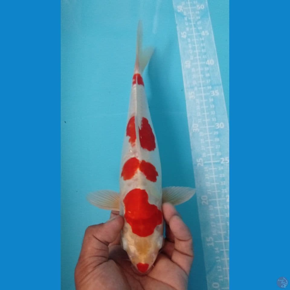 KUSUI 34CM