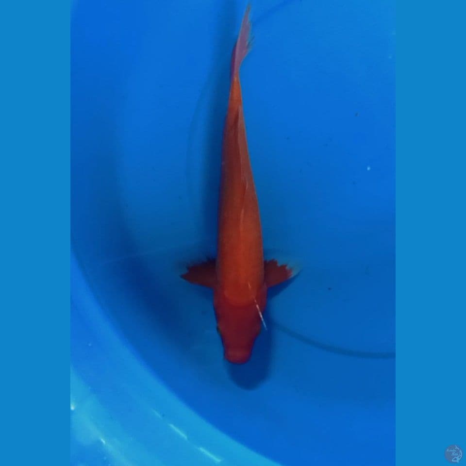 Aka Hajiro 35 cm