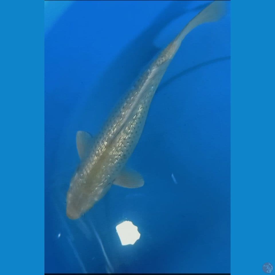 midori 34 cm