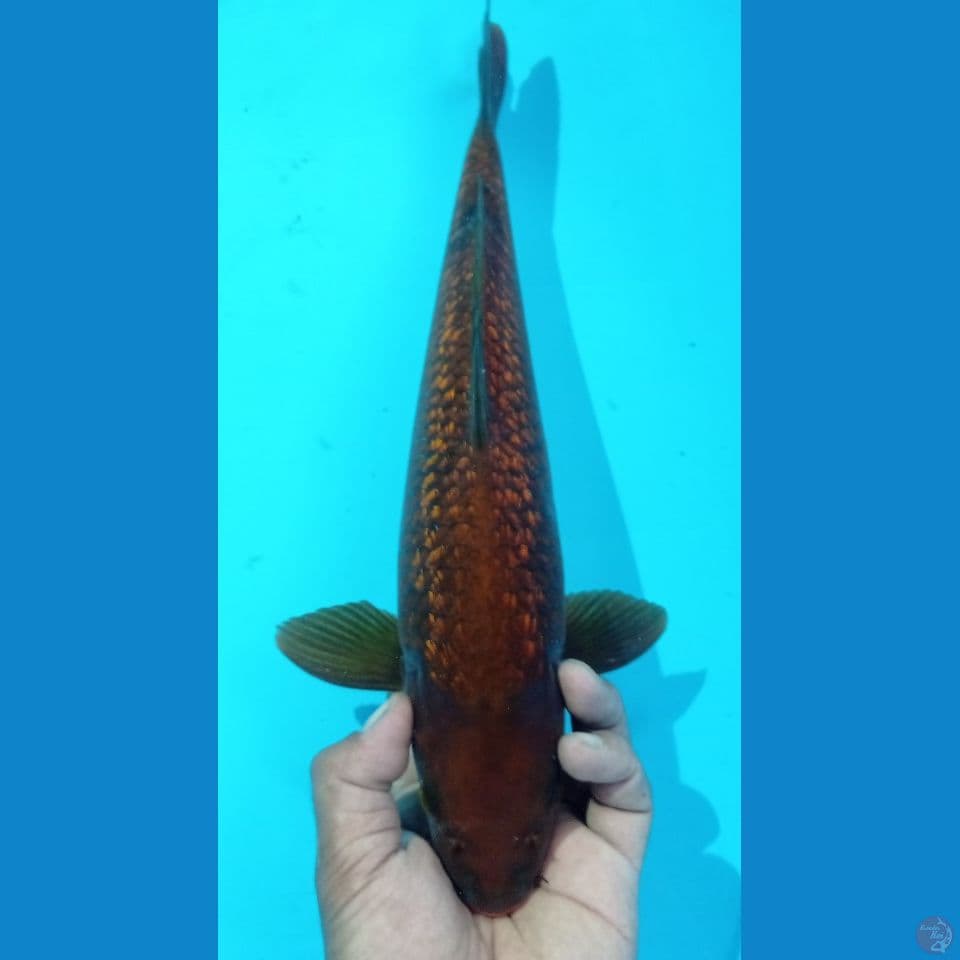 CAGOI GINRIN 40CM