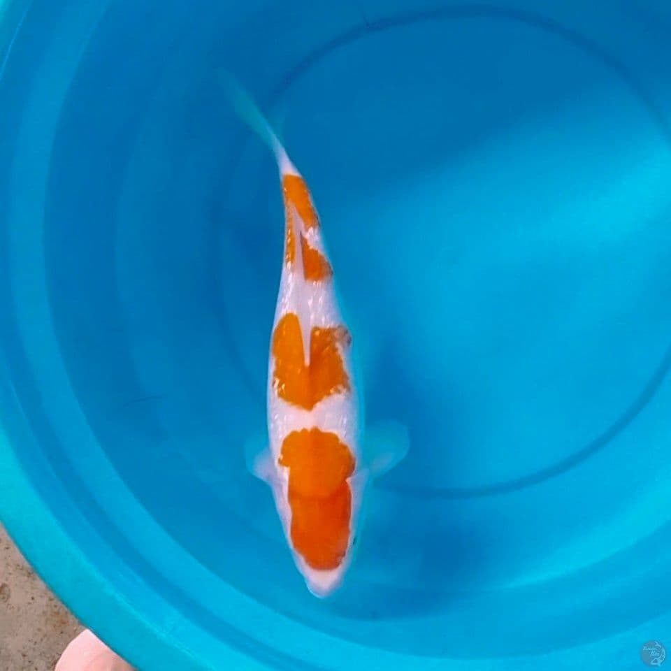 kohaku ori ginrin 32cm