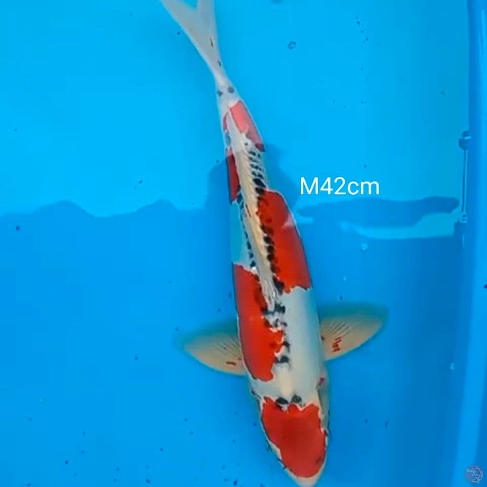 jantan 42cm