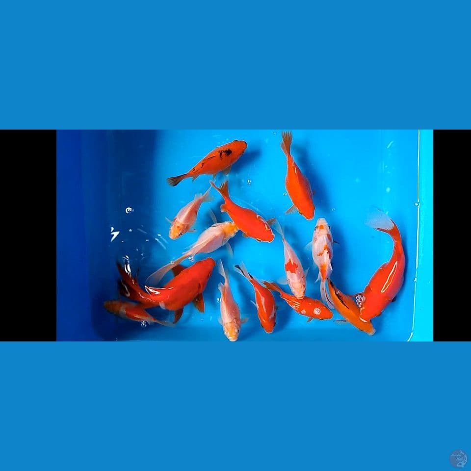 tamasaba  short tail
calon bodiy hot 10 16 cm  14 ekor 