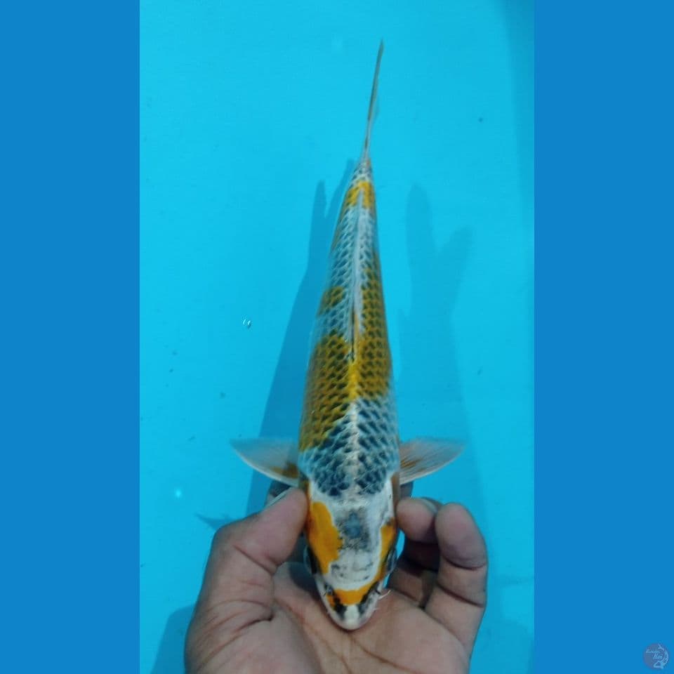 KUJAKU KUNING 28CM