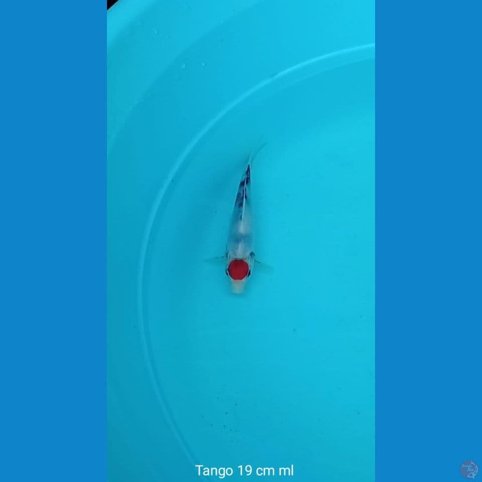 Koi Tanco