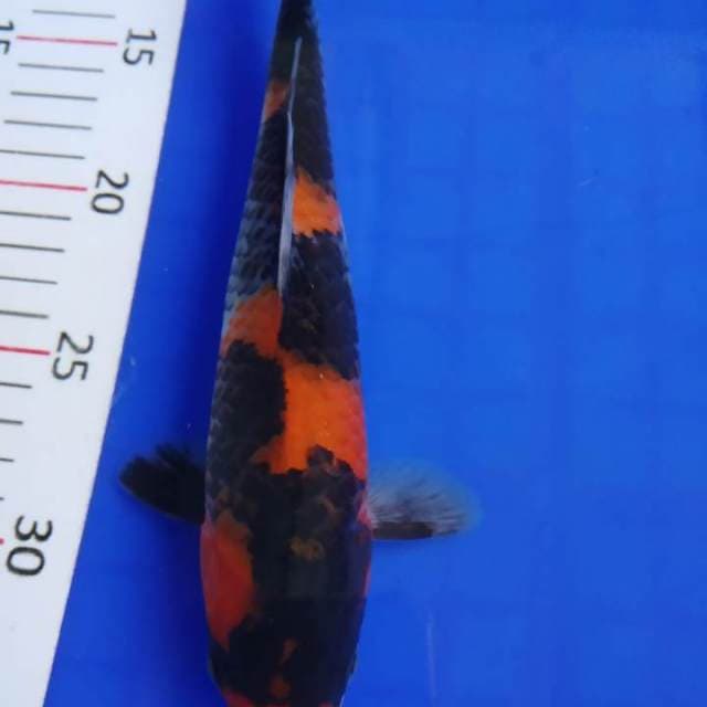 Showa sansoku