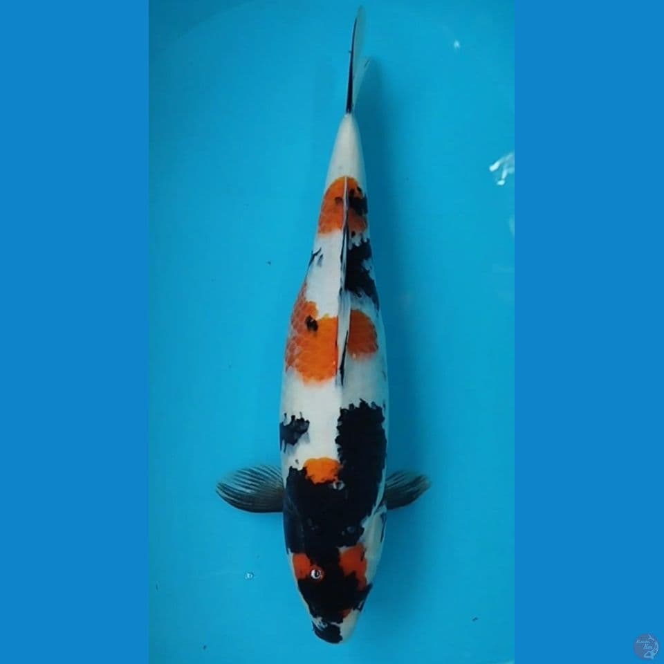 SHOWA 50CM