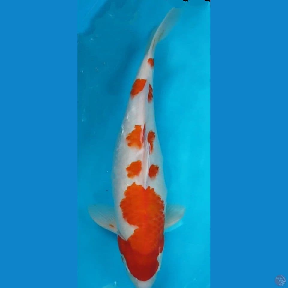 BABON KOHAKU 57CM