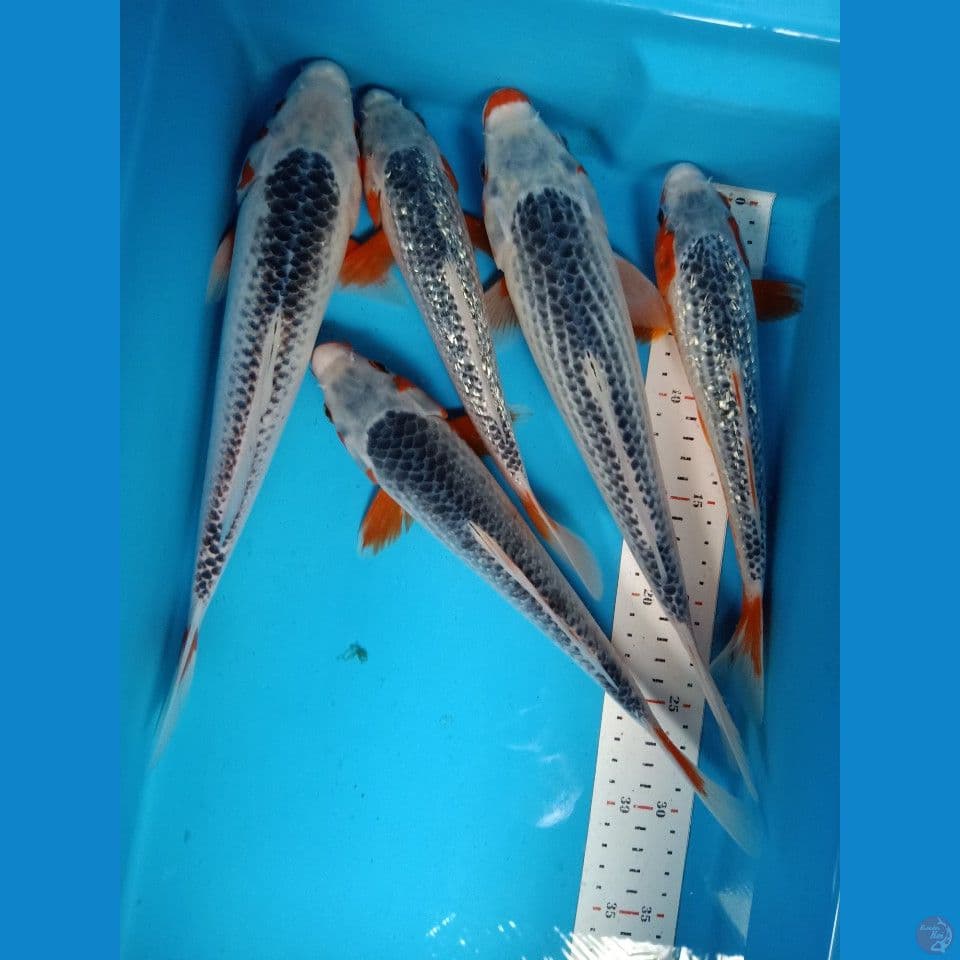Paket Asagi ginrin/non 25-30cm