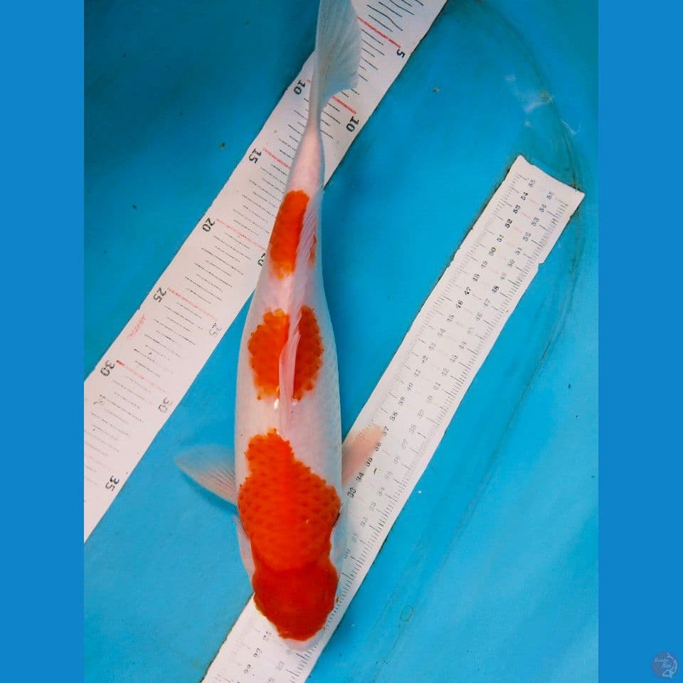 kohaku 3step 34cm